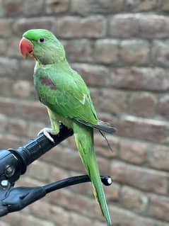 Kashmire Raw Parrot