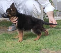 QUALITY GSD LONG COAT PUPPIES AVAILABLE