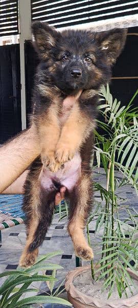 QUALITY GSD LONG COAT PUPPIES AVAILABLE 1