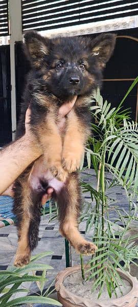 QUALITY GSD LONG COAT PUPPIES AVAILABLE 2