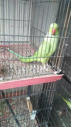 talking parrot 03127093372