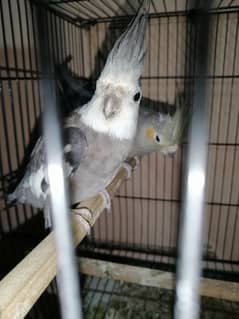 cockatiel female 1500 0