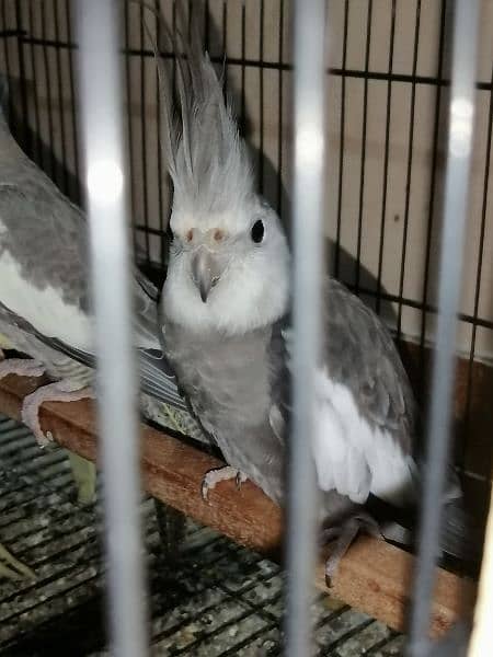 cockatiel female 1500 1