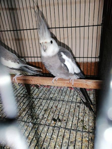 cockatiel female 1500 2