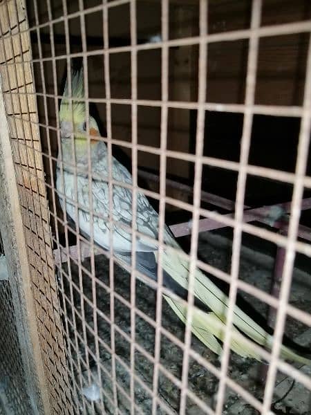 cockatiel female 1500 7