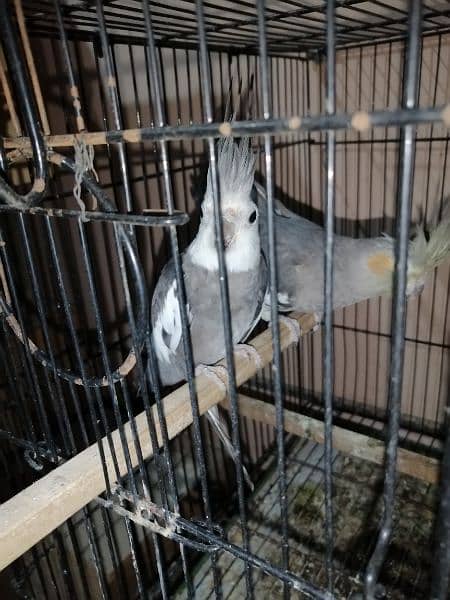 cockatiel female 1500 11