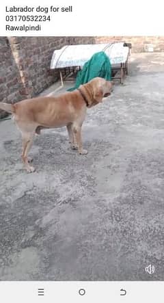 Labrador for sell