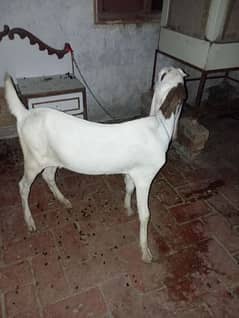 2 Bakri Helty Active A+ Condition