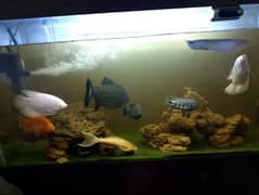 Aquarium completely setup sale with fishes