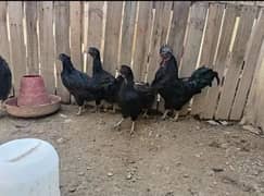 PURE GREY TONGUE AYAM CEMANI