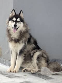 Siberian Husky Wholly Coated