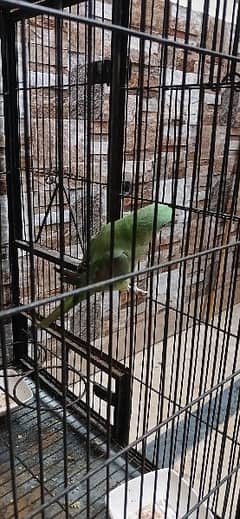 kashmir raw parrot for sell