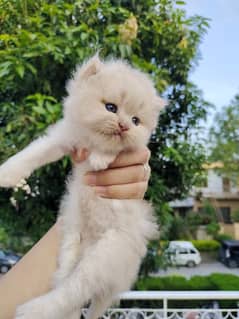 Persian blue cat