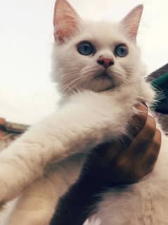 White Persian female kitten 0