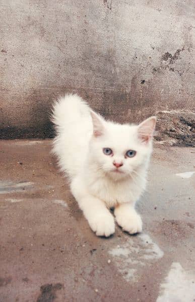 White Persian female kitten 1