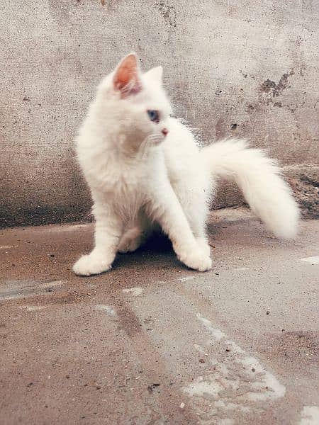 White Persian female kitten 2