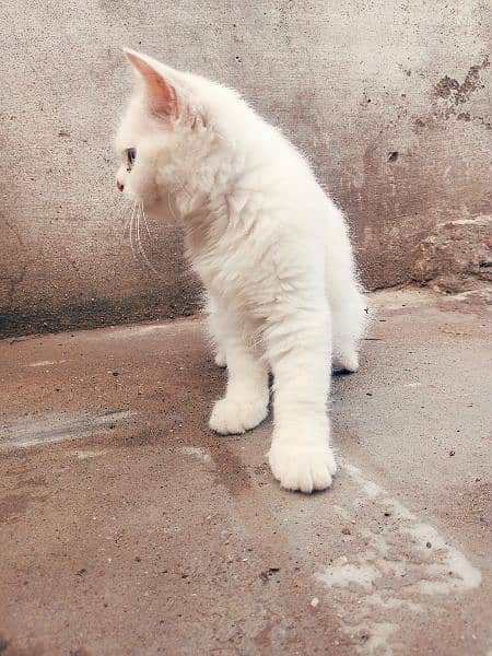 White Persian female kitten 3