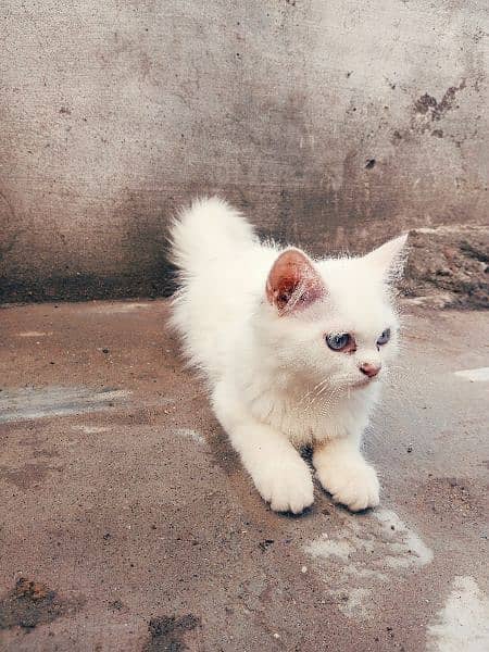 White Persian female kitten 4