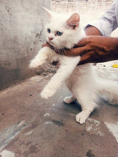 White Persian female kitten 5