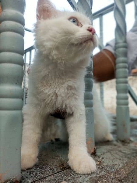 White Persian female kitten 6