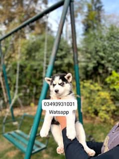 Siberian Husky puppies for sale