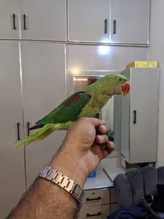 Tamed Male Parrot