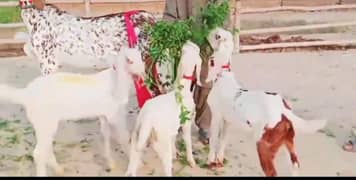 teen bacchon wale desi  bakri for sale call on 0324,83,91,654