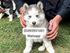 Siberian Husky puppies for sale in urgent