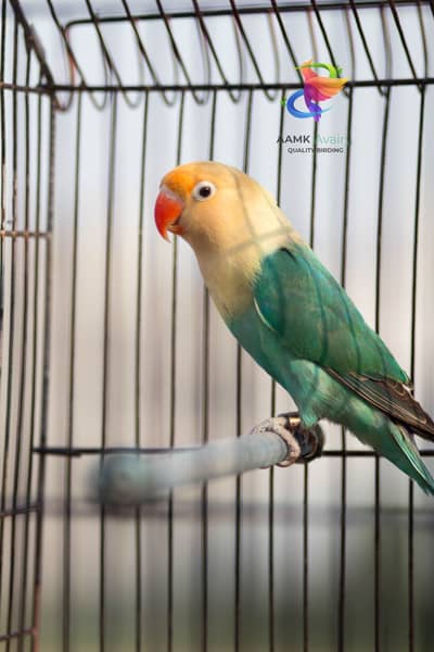 Love Birds Breeder available starting 5000/-