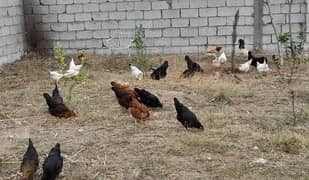 Golden misri hens for sale