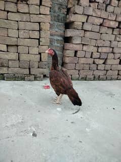 hens urgent sale