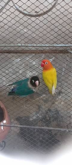 lovebird