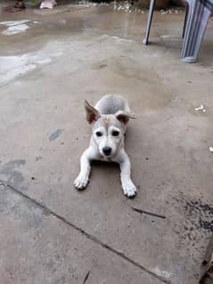 friendly husky dog