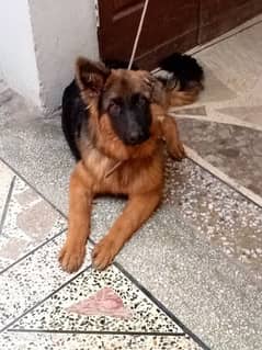 German shepherd dog