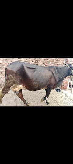 Mash 4 adad cow for sale hy taza ,gaban,tokar,