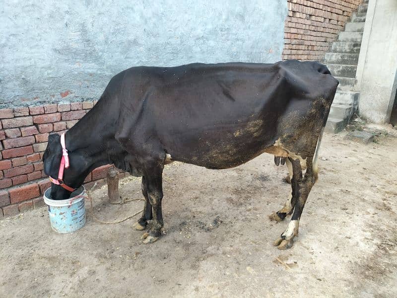 fresion and cross cow for sale 10