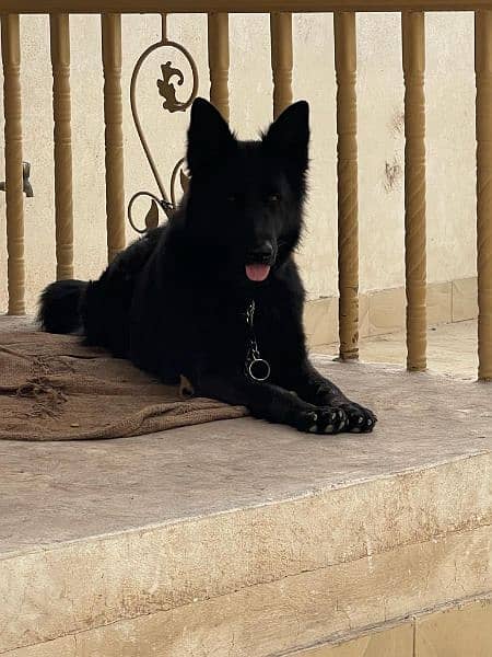 German Shepherd Female and Male 8