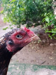 Good quality  aseel hen for sale