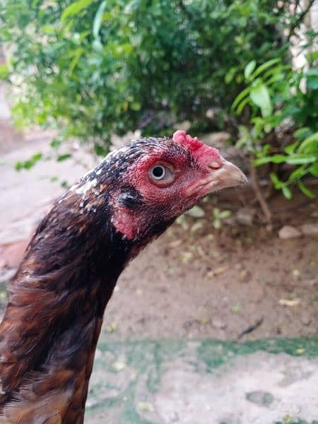 Good quality  aseel hen for sale 1