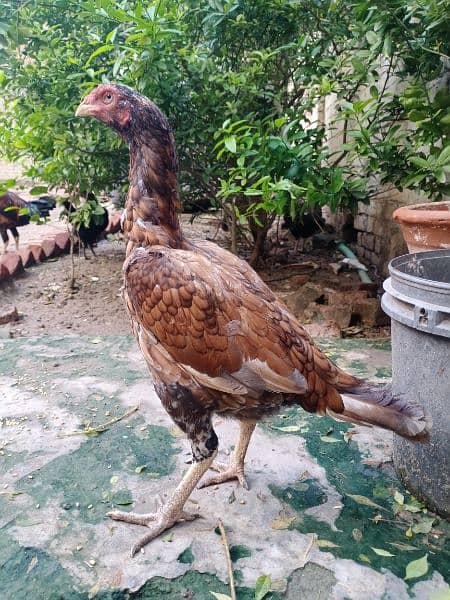 Good quality  aseel hen for sale 2