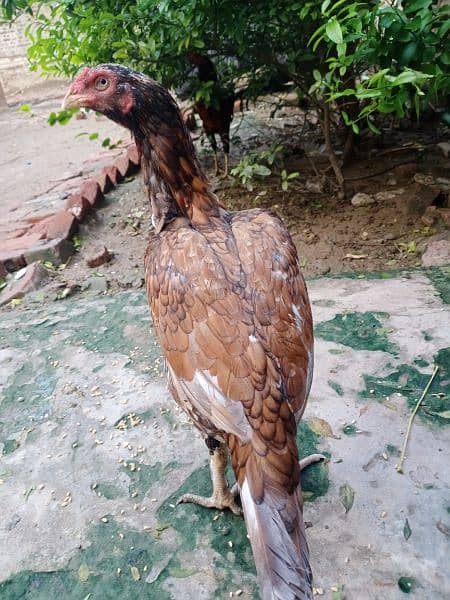 Good quality  aseel hen for sale 3