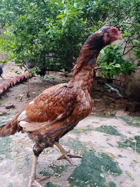 Good quality  aseel hen for sale 4