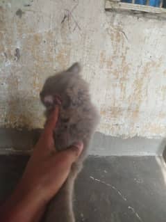 Scottish Fold For Sale  Price 15000