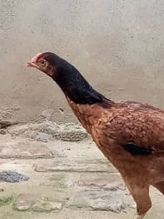 aseel murga and aseel hen for sale good quality