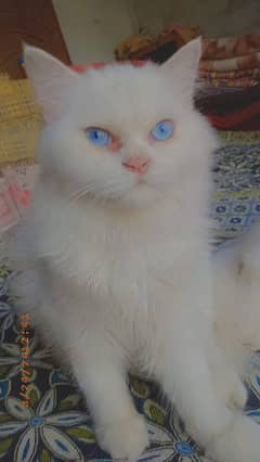 male cat urgent sale