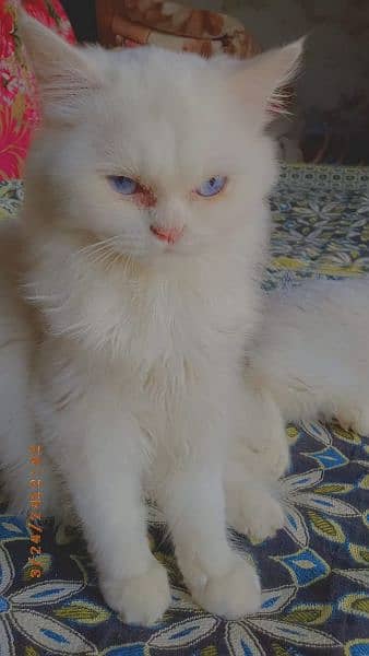 male cat urgent sale 1