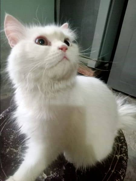 male cat urgent sale 2