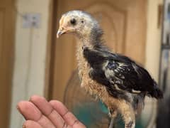 Black Australorp Chicks