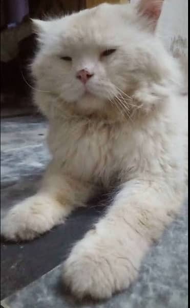 White persian female yellow eyes 1