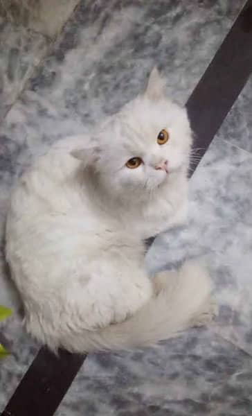 White persian female yellow eyes 2